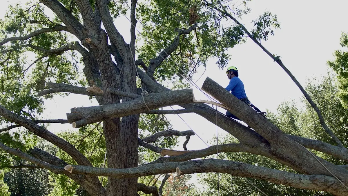 Professional Crown Thinning performed by certified arborists in Santa Cruz