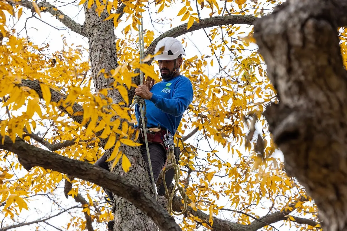 Skilled Tree Planing crew working in Santa Cruz